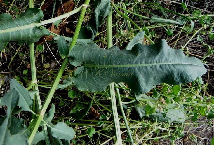   Lower cauline leaf